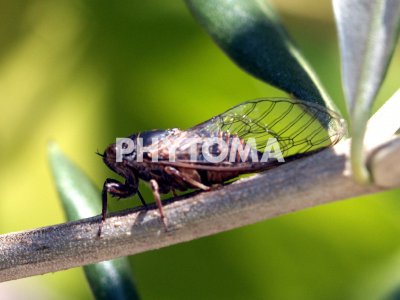 Xylella fastidiosa